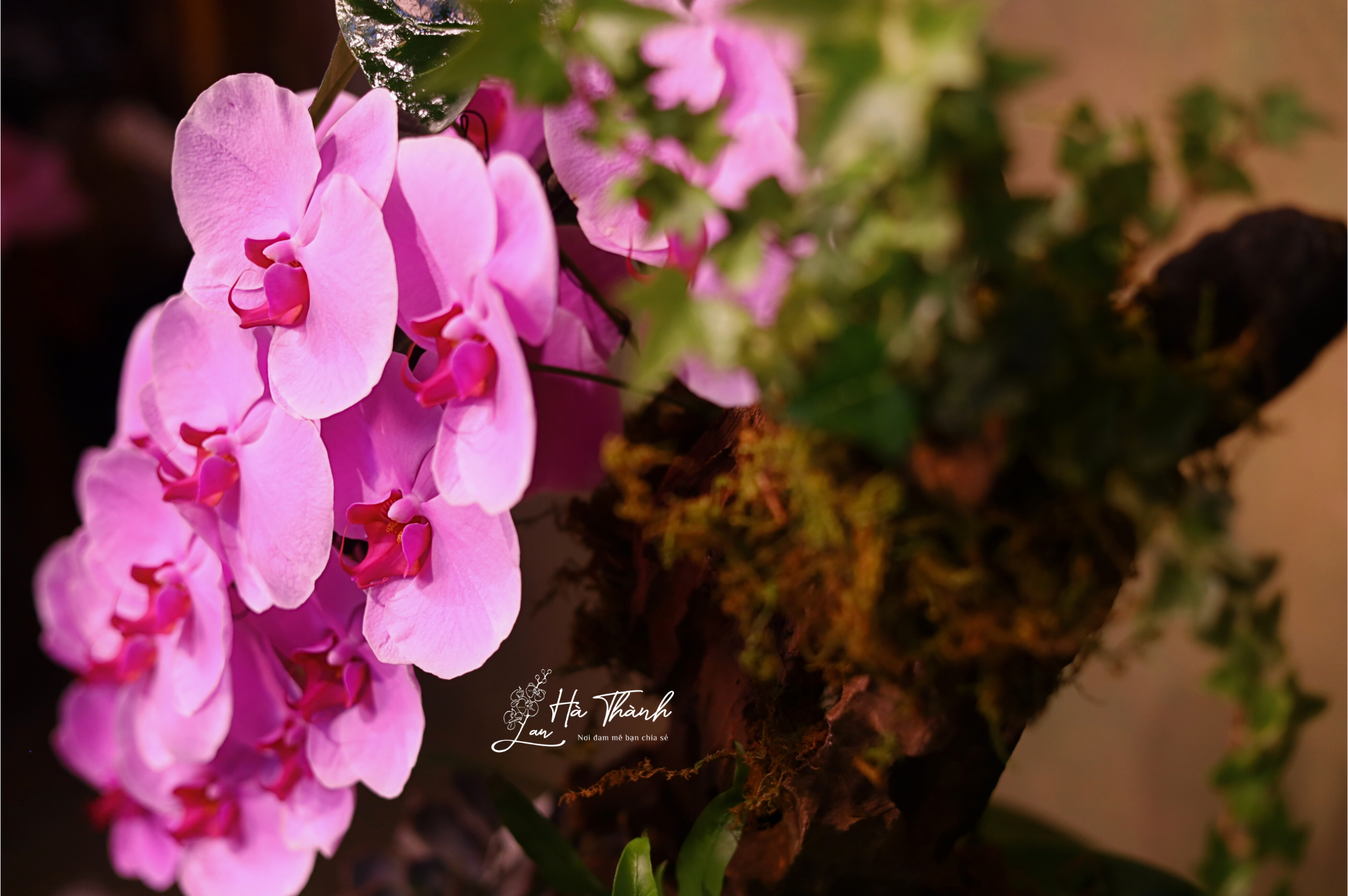 Chậu Lan Hồ Điệp Màu Hồng Cao Cấp Đà Lạt – Vẻ Đẹp Tinh Tế Từ Lan Hà Thành